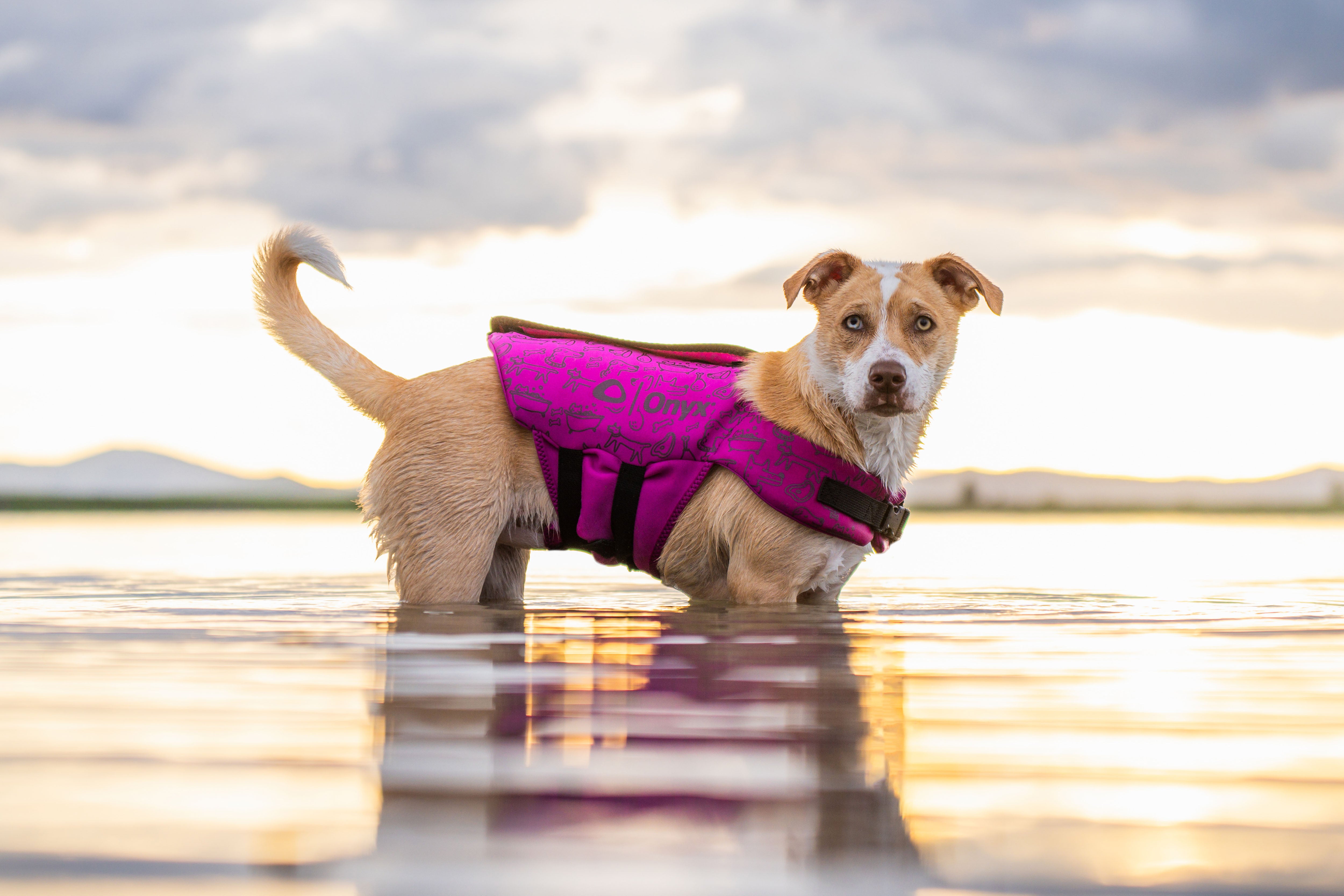 Purple dog life jacket best sale